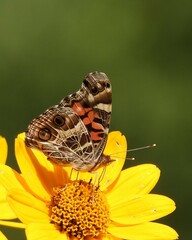 Vanessa virginiensis