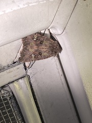 Lacinipolia renigera