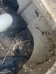 Hemidactylus turcicus