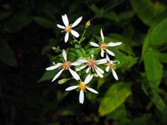 Eurybia