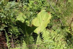 Symplocarpus foetidus