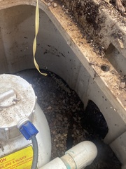 Hemidactylus turcicus