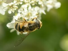 Eristalis hirta