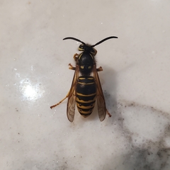 Vespula vidua