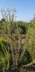Heterotheca