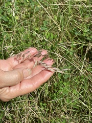 Bromus japonicus