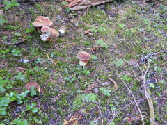 Boletus smithii