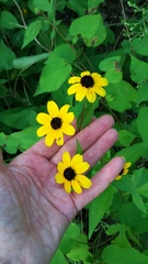 Rudbeckia triloba