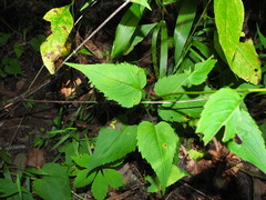 Eurybia