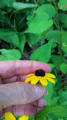 Rudbeckia triloba