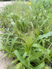 Panicum