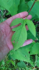 Rudbeckia triloba