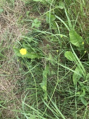Ranunculus acris
