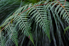 Pteridium esculentum