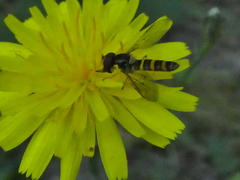 Fazia micrura