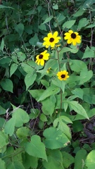 Rudbeckia triloba