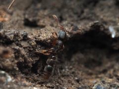 Ponera pennsylvanica