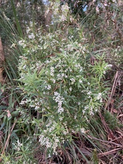 Leucopogon affinis