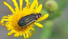 Acmaeodera flavomarginata