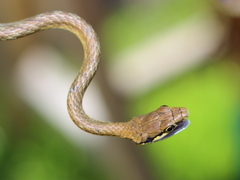 Leptophis stimsoni