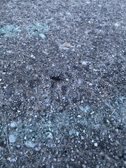 Allonemobius fasciatus