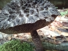 Strobilomyces strobilaceus