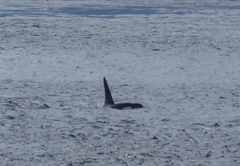 Orcinus orca