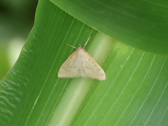 Hahncappsia pergilvalis