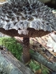 Strobilomyces strobilaceus
