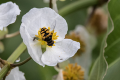 Eristalis transversa