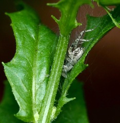 Anyphaena