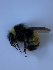 Bombus terricola