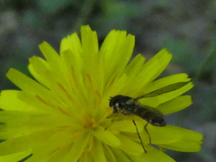 Fazia micrura