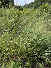 Panicum virgatum