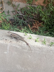 Sceloporus magister