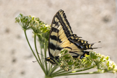 Papilio