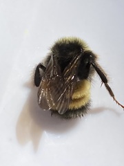 Bombus terricola