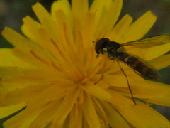 Fazia micrura
