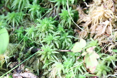 Sphagnum squarrosum