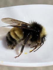 Bombus terricola