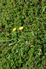 Taraxacum