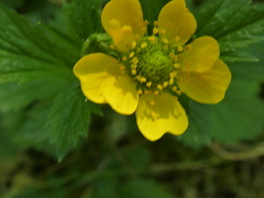 Geum macrophyllum