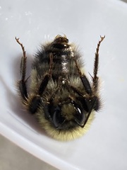 Bombus terricola