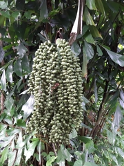 Caryota
