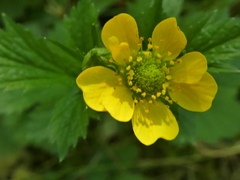 Geum macrophyllum