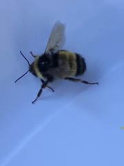Bombus terricola