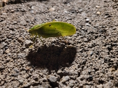 Phyllopterini