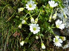 Cerastium uniflorum