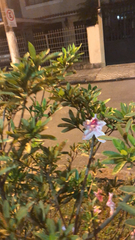 Magnoliopsida