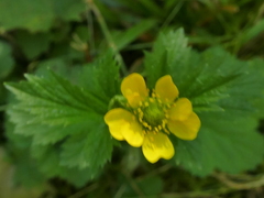 Geum macrophyllum